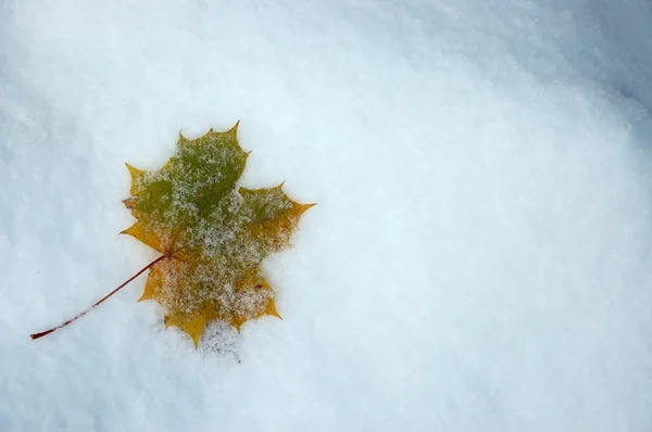 Kar üzerinde yaprak — Stok fotoğraf