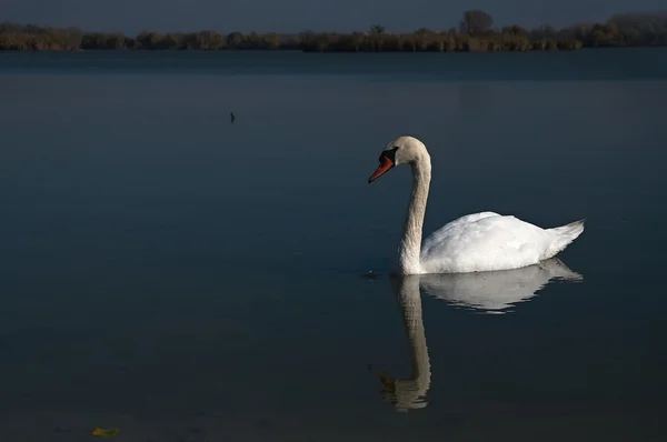 Swan on pond — Stock Photo, Image