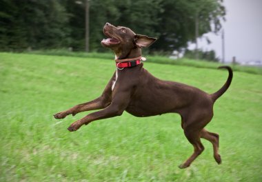 Genç kahverengi catahoula Leopar köpeği