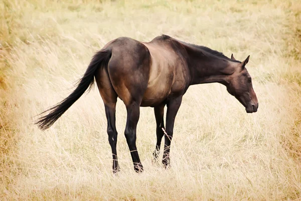 Brązowy koń na łące — Zdjęcie stockowe
