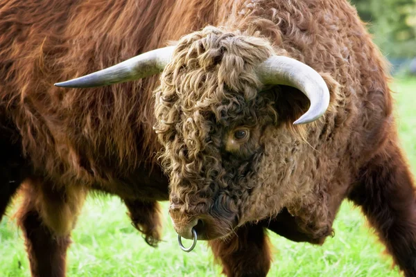 Агресивних биків коричневий — стокове фото