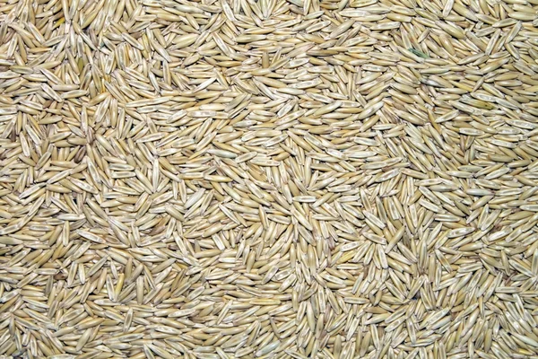 stock image Common oats