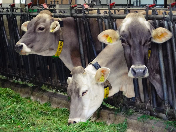 Três vacas no estábulo — Fotografia de Stock