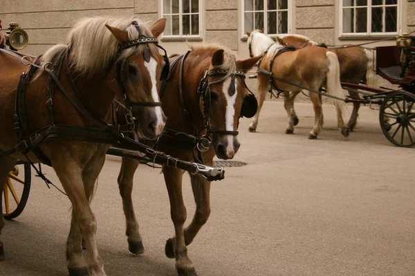 stock image Horse-drawn carriage