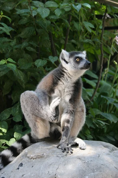Lemur Catta Royalty Free Stock Photos