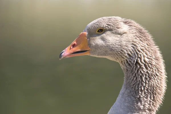 stock image Geese on the lake near