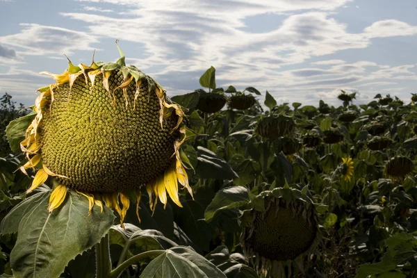 Girasoles secos fotos de stock, imágenes de Girasoles secos sin royalties |  Depositphotos