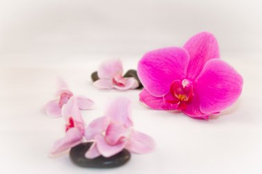 Orchidscene