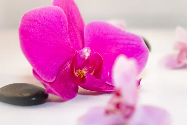 stock image Orchidscene