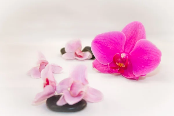 Orchidscene — Zdjęcie stockowe