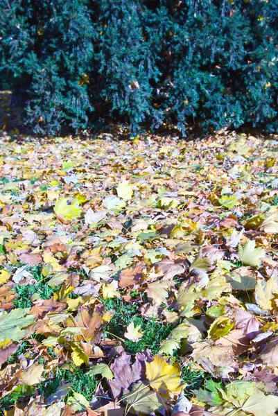 잎의가 양탄자 — 스톡 사진