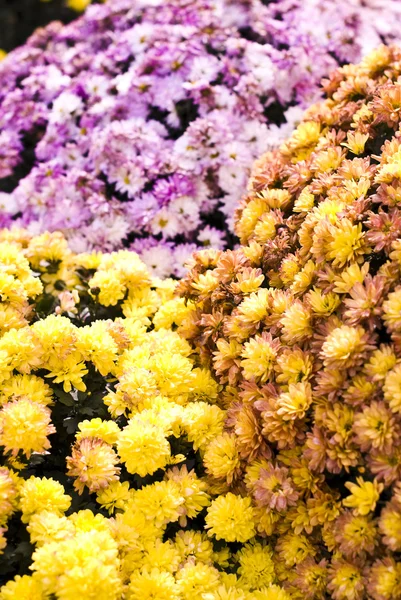 Rózsaszín és sárga kis virágok — Stock Fotó