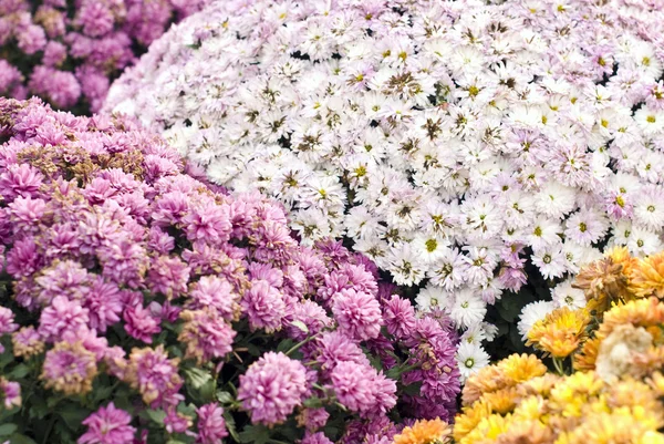 Rózsaszín kis virágok — Stock Fotó