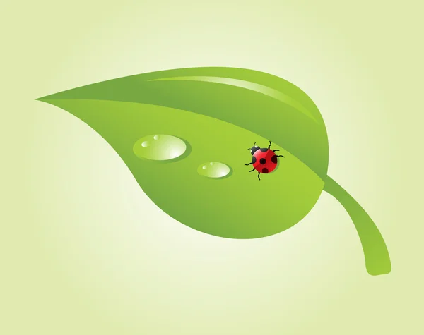 Ladybug on leaf — Stock Vector