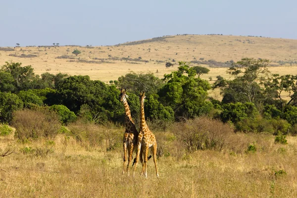 Two giraffe — Stock Photo, Image