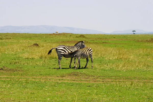 Зебра кормит телёнка — стоковое фото
