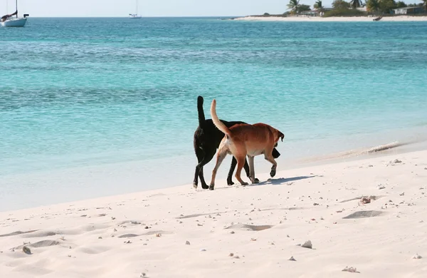 在海滩上的两只狗 — 图库照片
