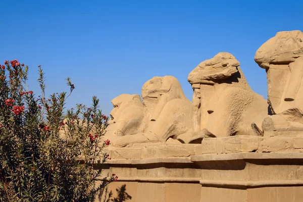 Starověký egypt sochy sphinx — Stock fotografie