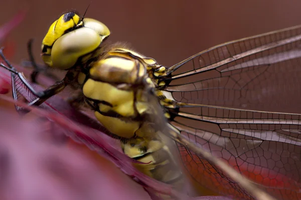 stock image Dragonfly.