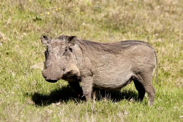 Warthog. . — Foto de Stock