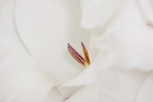 Detail of the flower of the lily — Stock Photo, Image