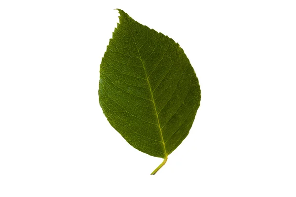 Зелений волоський горіх лист — стокове фото