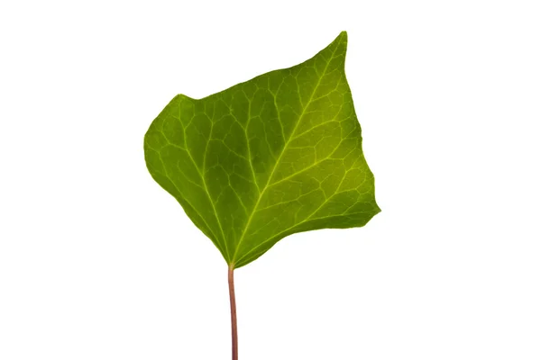 Bluszcz zielony liść na białym tle — Zdjęcie stockowe