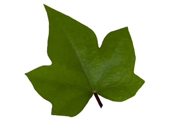 Hoja verde hiedra aislada — Foto de Stock