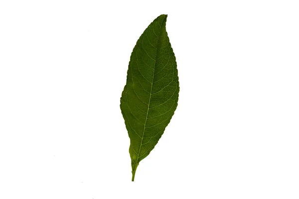 Помаранчевий зеленого листя — стокове фото