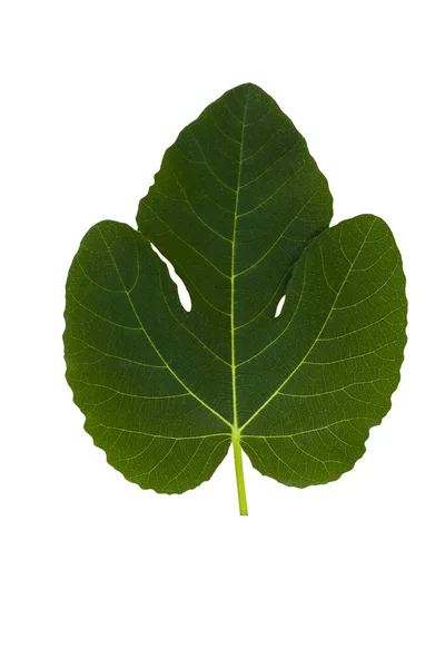 Folha de figo verde — Fotografia de Stock