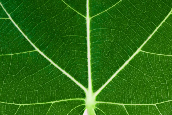 Υφή της φύλλα συκιάς — Φωτογραφία Αρχείου