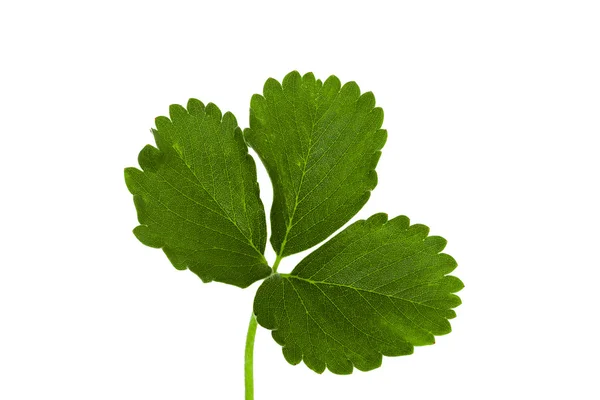 Truskawka liść zielony — Zdjęcie stockowe