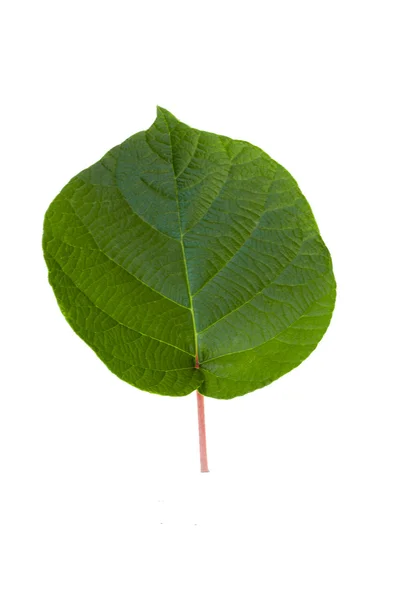 Вишнево-зелёный лист — стоковое фото