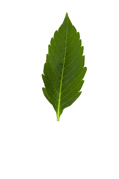 Вишня зеленого листя — стокове фото