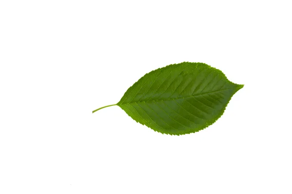 Foglia verde ciliegia — Foto Stock