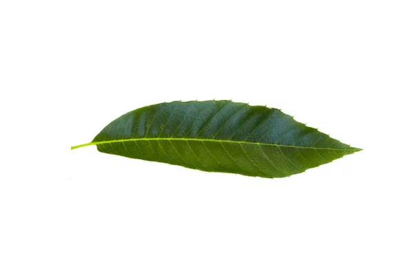 Zielony liści kasztanowca — Zdjęcie stockowe