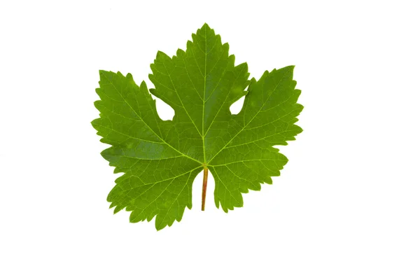 Winorośli zielony liść na białym tle — Zdjęcie stockowe