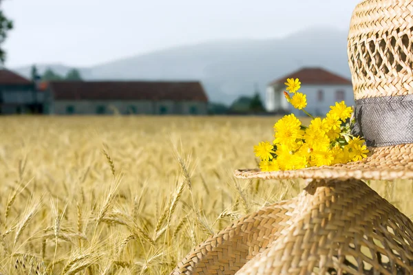 Paisagem agrícola — Fotografia de Stock