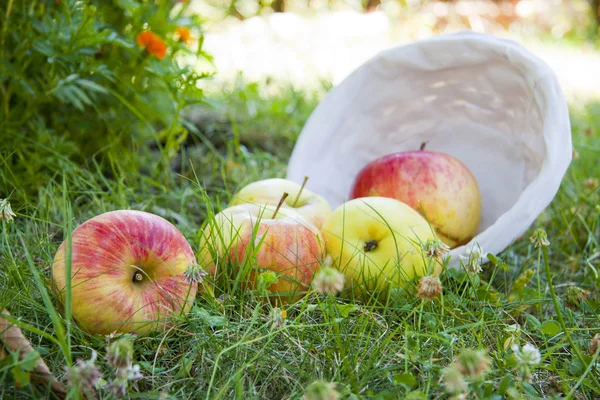 Manzanas de cosecha — Foto de Stock