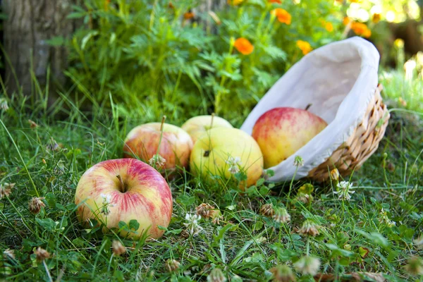 Harvest apples — Stock Photo, Image