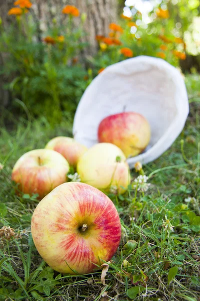 Skörda äpplen — Stockfoto