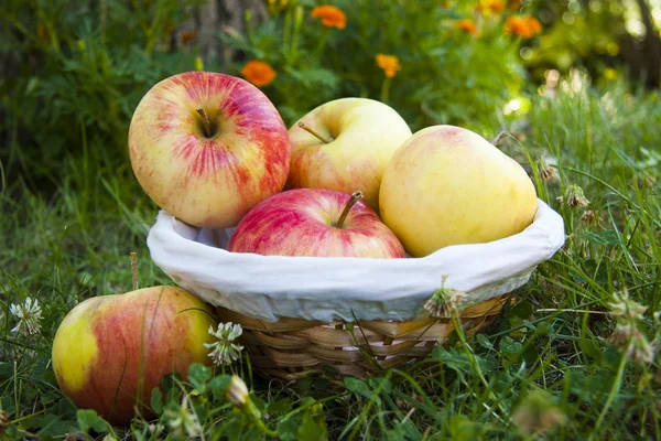Урожай яблука — стокове фото