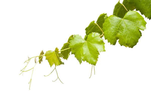 Вино виноградне листя — стокове фото
