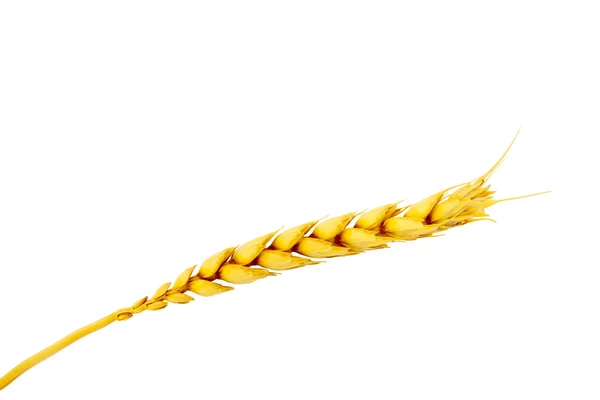 Głowice zbóż na białym tle — Zdjęcie stockowe