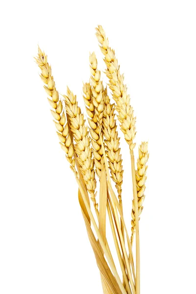 白い背景で隔離穀物ヘッド — ストック写真