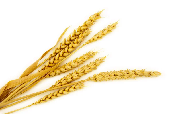 白い背景で隔離穀物ヘッド — ストック写真