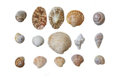 Shells clipart