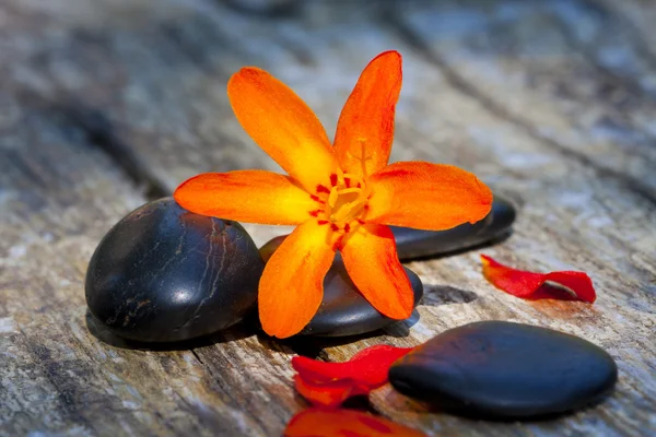 Stones and flowers — Stock Photo, Image