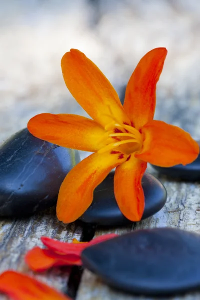 Steine und Blumen — Stockfoto