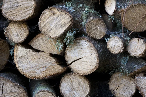 Cut wood — Stock Photo, Image